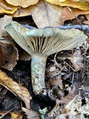 Lactarius paradoxus