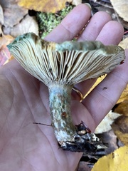 Lactarius paradoxus