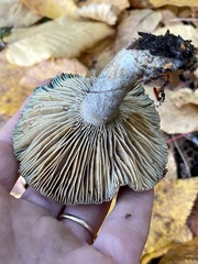 Lactarius paradoxus