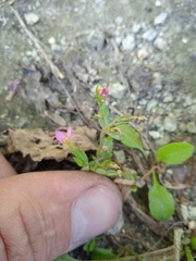 Centaurium pulchellum