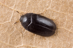 Attagenus unicolor