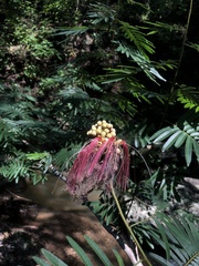 Calliandra houstoniana
