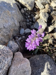Lupinus arcticus