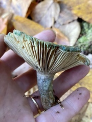 Lactarius paradoxus