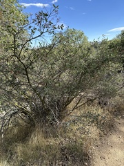 Ceanothus integerrimus