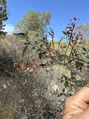 Ceanothus integerrimus