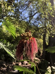 Calliandra houstoniana