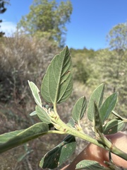 Ceanothus integerrimus