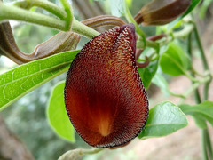 Aristolochia maxima image