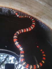 Lampropeltis polyzona