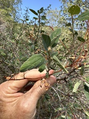 Ceanothus integerrimus