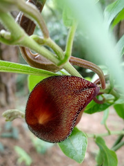 Aristolochia maxima