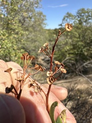Ceanothus integerrimus