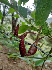 Aristolochia maxima