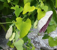 Aristolochia littoralis