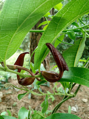 Aristolochia maxima