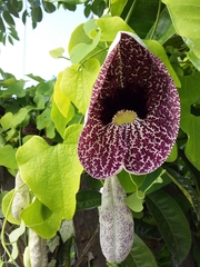 Aristolochia littoralis