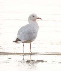 Chroicocephalus genei