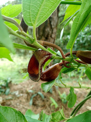 Aristolochia maxima