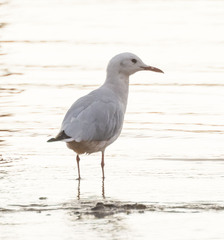 Chroicocephalus genei