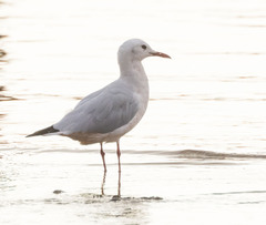 Chroicocephalus genei