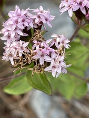 Stevia