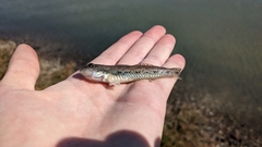 Acanthogobius flavimanus