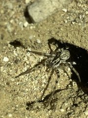 Syspira longipes