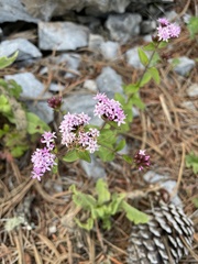 Stevia