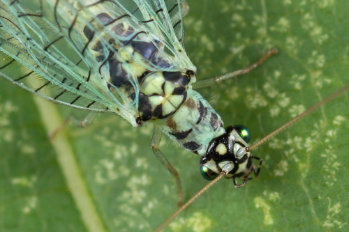 Pearly Green Lacewing