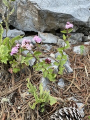 Stevia
