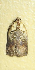 Cryptoptila australana