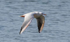 Chroicocephalus genei