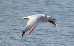 Chroicocephalus genei