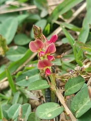 Alysicarpus vaginalis