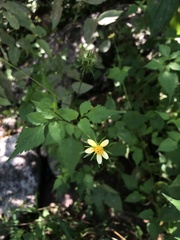 Bidens riparia