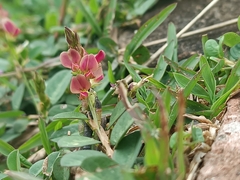 Alysicarpus vaginalis