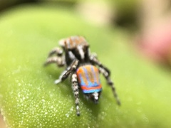 Maratus tasmanicus