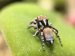 Maratus tasmanicus