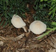 Leucocoprinus