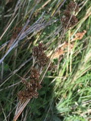 Juncus alpinoarticulatus