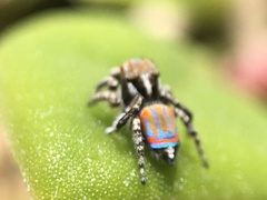 Maratus tasmanicus