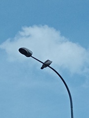 Pelecanus philippensis