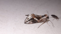 Chrysodeixis