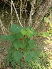 Stephania cephalantha