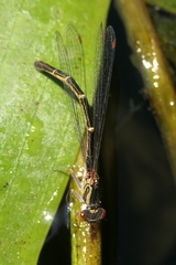 Xanthocnemis zealandica