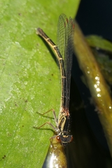 Xanthocnemis zealandica