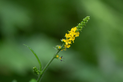 Agrimonia striata