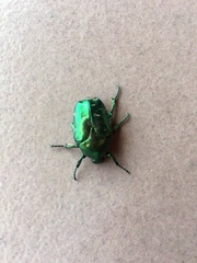 Protaetia orientalis