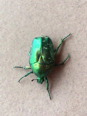 Protaetia orientalis